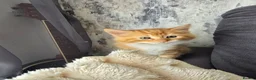 Mixed Breed cats for sale: Ginger fluffy girl for sale - Advert 6