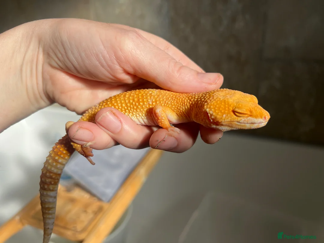 Leopard Gecko reptiles for sale: Rescue GeckoS in Cirencester - Advert 1