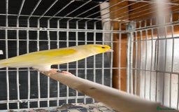 Canaries birds for sale: Canaries for sale  - Image 5