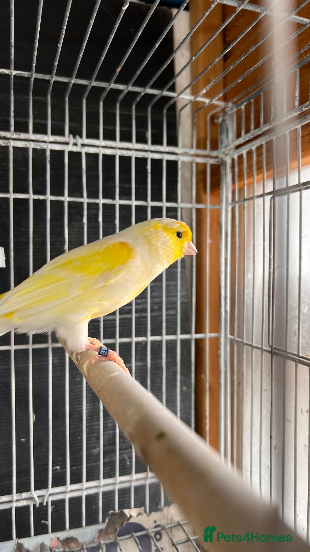 Canaries birds for sale: Canaries for sale  - Image 5