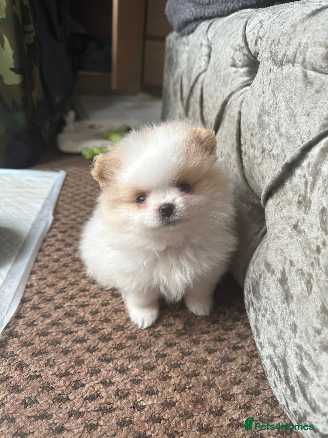 Pomeranian dogs for sale: KC Reg Pomeranian Girls - Image 8