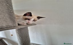 Snowshoe cats for sale: Pedigree snowshoes ready now - Image 20