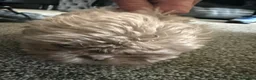 Shih Tzu dogs for sale: Two Shih Tzu girl pups  - Advert 8