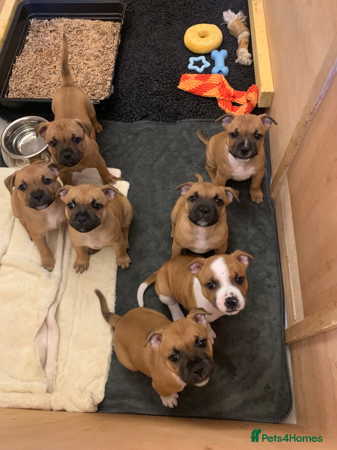 Staffordshire Bull Terrier dogs for sale: Stunning red staffie puppy - Image 7