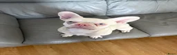 French Bulldog dogs for sale: Beautiful pink Nova  - Advert 4