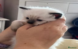 Ragdoll cats for sale:  Last stunning GCCF ragdoll girl - Image 5