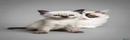 Ragdoll cats for sale: Ragdoll kittens HCM/PKD DNA’d - Advert 12