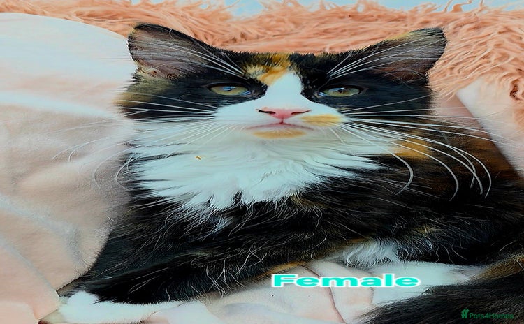 Mixed Breed cats - Advert 3