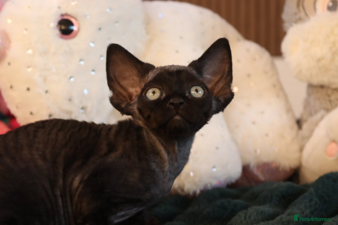Devon Rex cats for sale: 🎉❤️Beautiful and healthy Devon Rex boy❤️🎉 - Advert 5