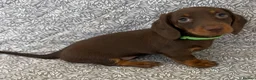 Miniature Dachshund dogs for sale: Kc registered ready to leave  in Basildon - Advert 4