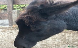 Donkey livestock for sale: Miniature Donkey & Standard Donkey  - Image 4