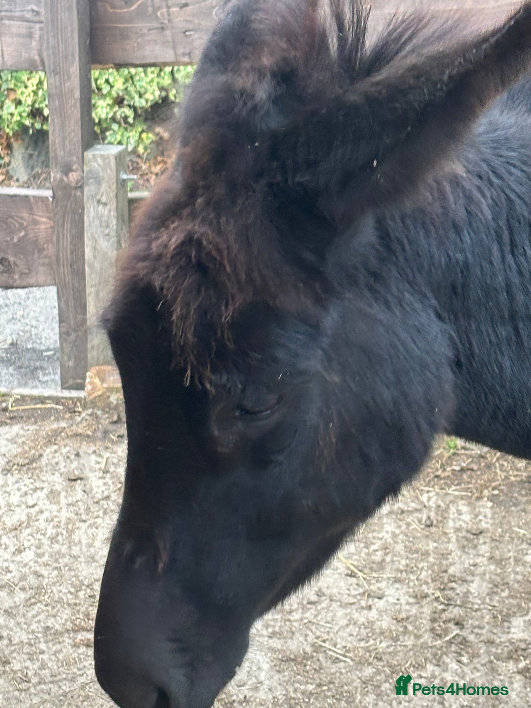 Donkey livestock for sale: Miniature Donkey & Standard Donkey  - Image 4