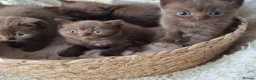 British Shorthair cats for sale: TICA Stunning Chocolate British Short Hair Kittens in Merthyr Tydfil - Advert 4