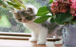 Exotic cats for sale: 2 Exotic male pedigree kittens - Image 5