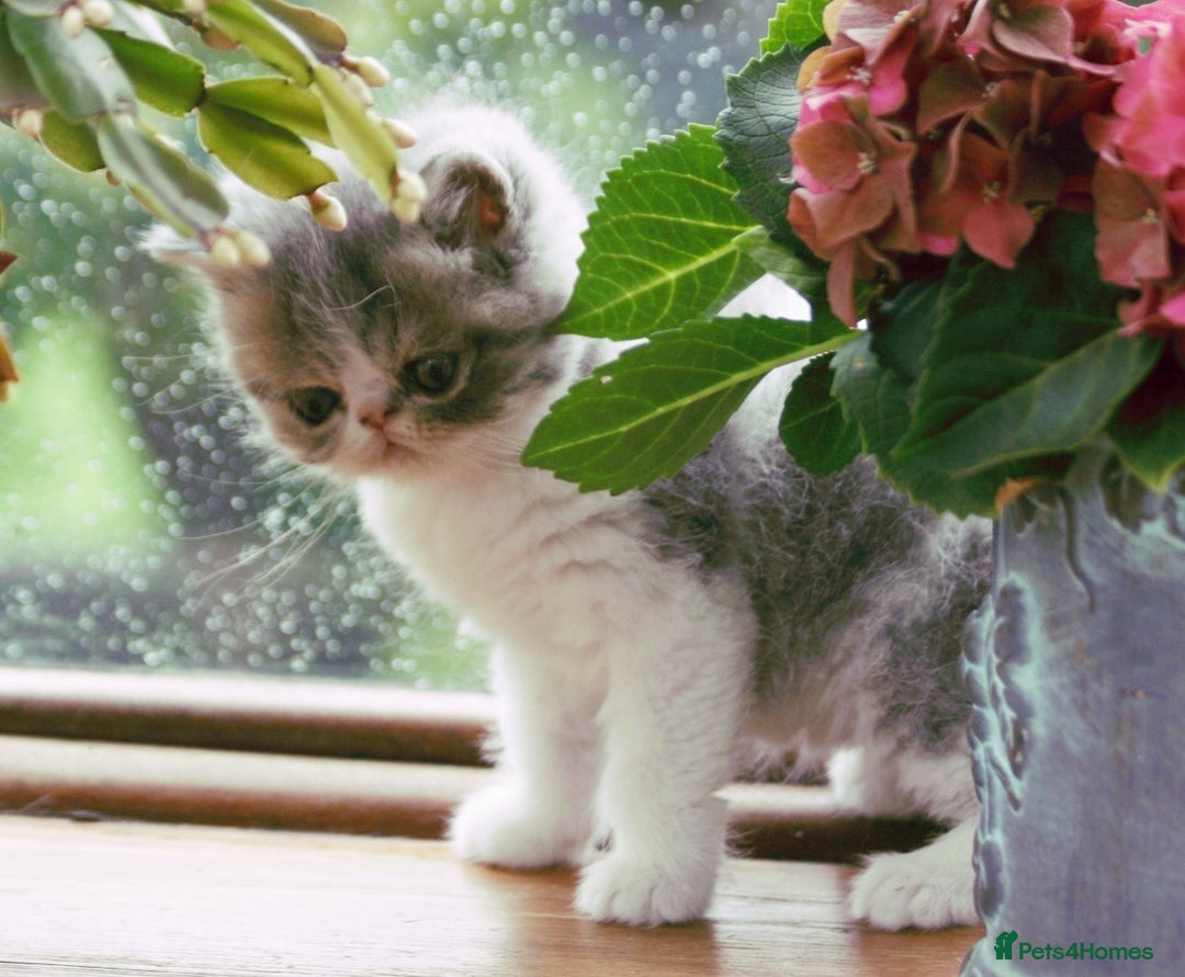Exotic cats for sale: 2 Exotic male pedigree kittens - Image 5