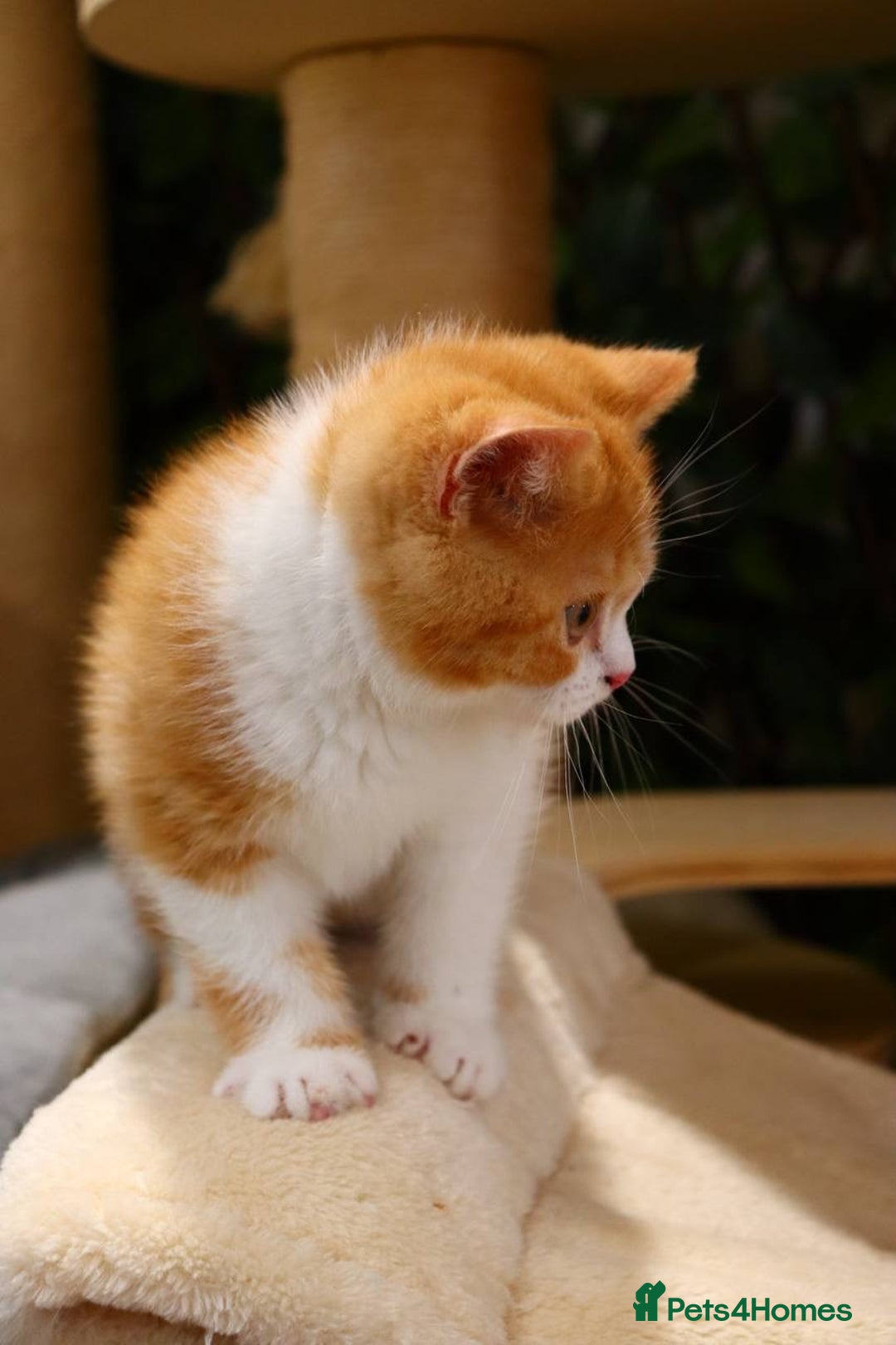 British Shorthair cats for sale: Ready CH Bloodlines BSH TICA registered kittens in Feltham - Image 4