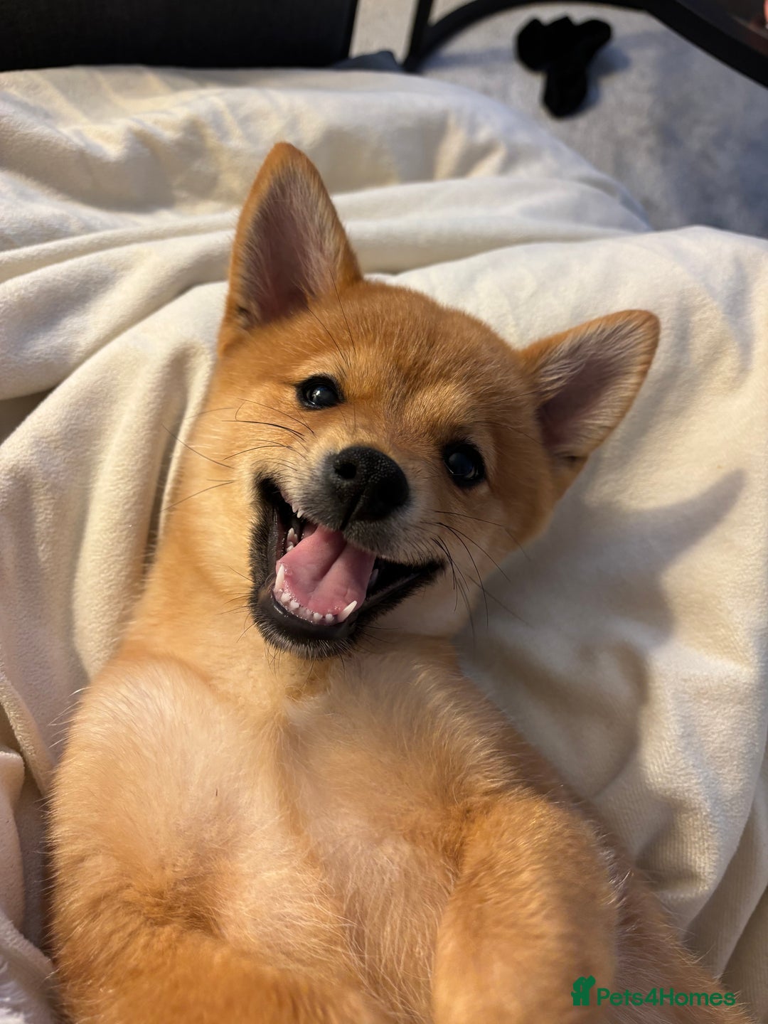 Mixed Breed dogs for sale: Beautiful 7 month old Pomshi hybrid  - Image 10