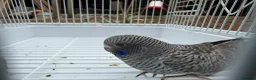 Budgerigars birds for sale: BFBW budgies and other mutations  - Advert 2