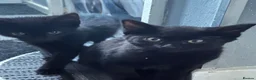 Bombay cats for sale: Bombay x BLH fluffy kittens 🐈‍⬛  - Advert 1