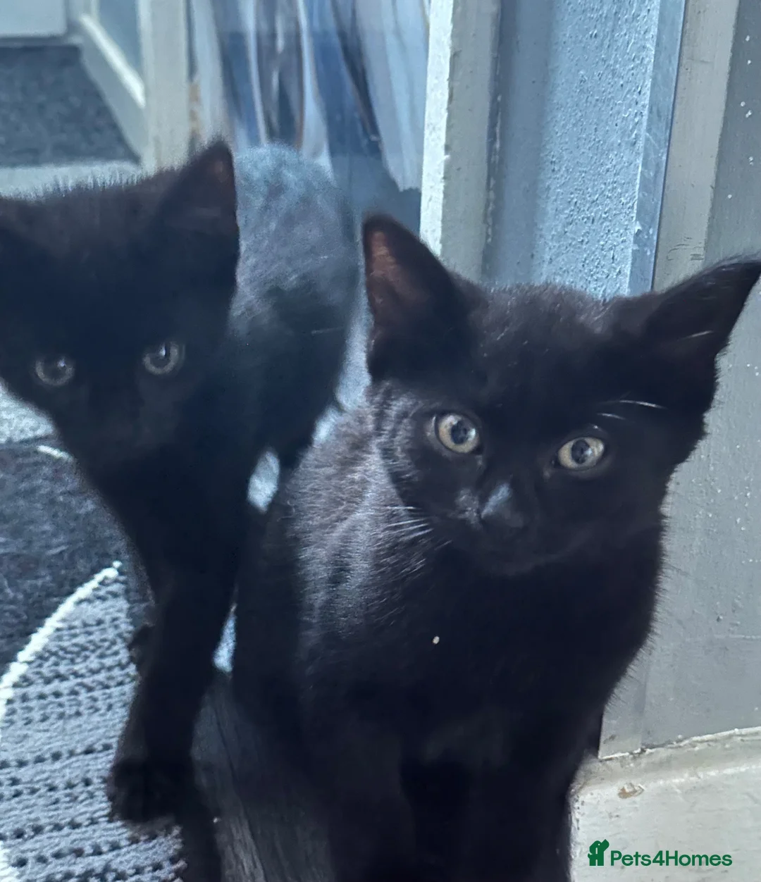 Bombay cats for sale: Bombay x BLH fluffy kittens 🐈‍⬛  - Advert 1
