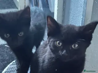 Bombay cats Bombay x BLH fluffy kittens 🐈⬛ - Advert 2