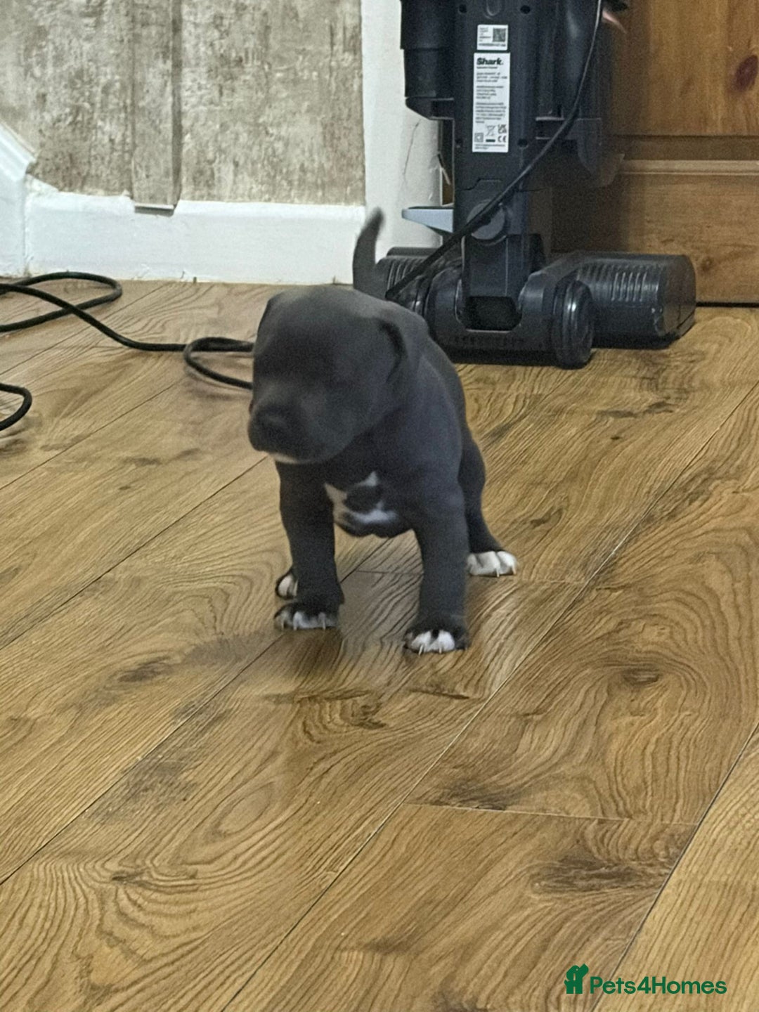 Staffordshire Bull Terrier dogs for sale: Blue Staffordshire bull Terrier pups  - Advert 20