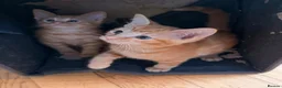 Ragdoll cats for sale: Ragdoll X kittens  - Advert 6