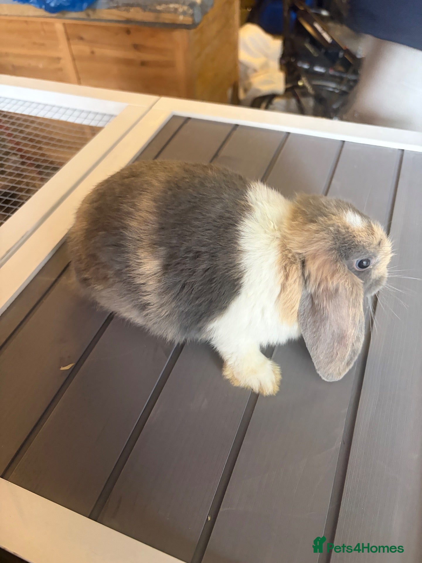 Netherland Dwarf rabbits Mini lop babies beautiful colours  - Advert 8