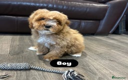Cavapoo dogs for sale: Adorable Cavapoos ready for their new families 🐾 - Image 19