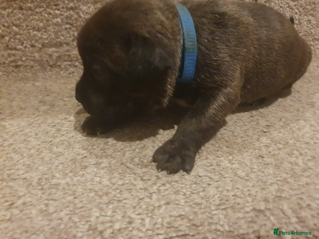 Staffordshire Bull Terrier dogs for sale: Staffordshire Bull Terrior Pups - 9 in total. - Image 30