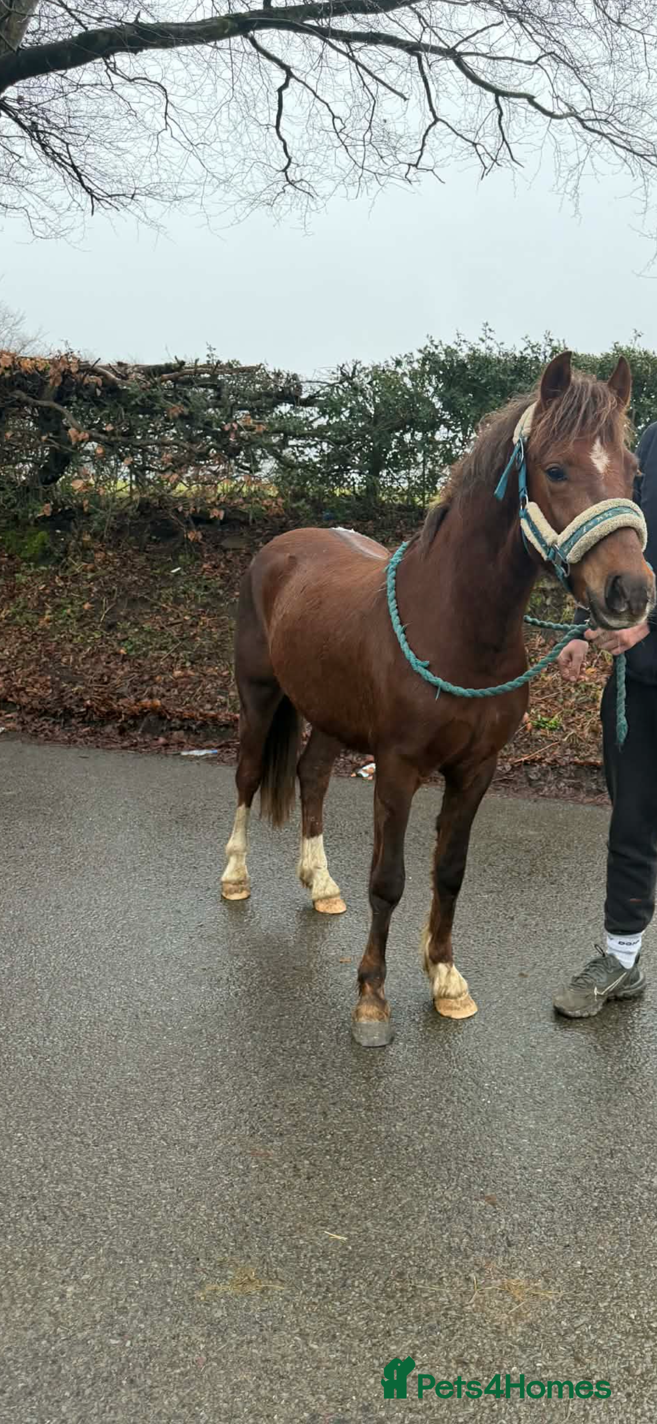 Welsh Section C horses Cwmgywllt Jaffa  - Advert 1