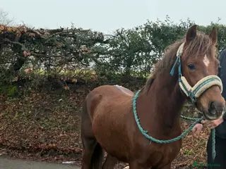 Welsh Section C horses Cwmgywllt Jaffa - Advert 1