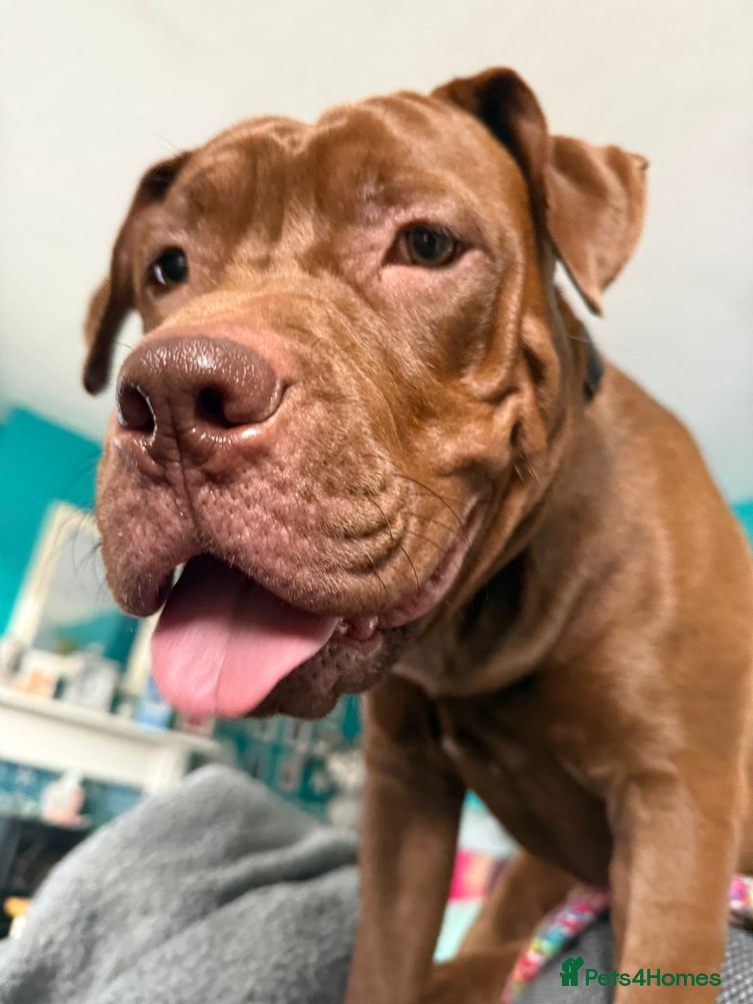 Mixed Breed dogs for sale: Rocco - Advert 10