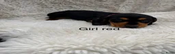 Mixed Breed dogs for sale: Beautiful litter of docker puppies chocolate:silve - Advert 14