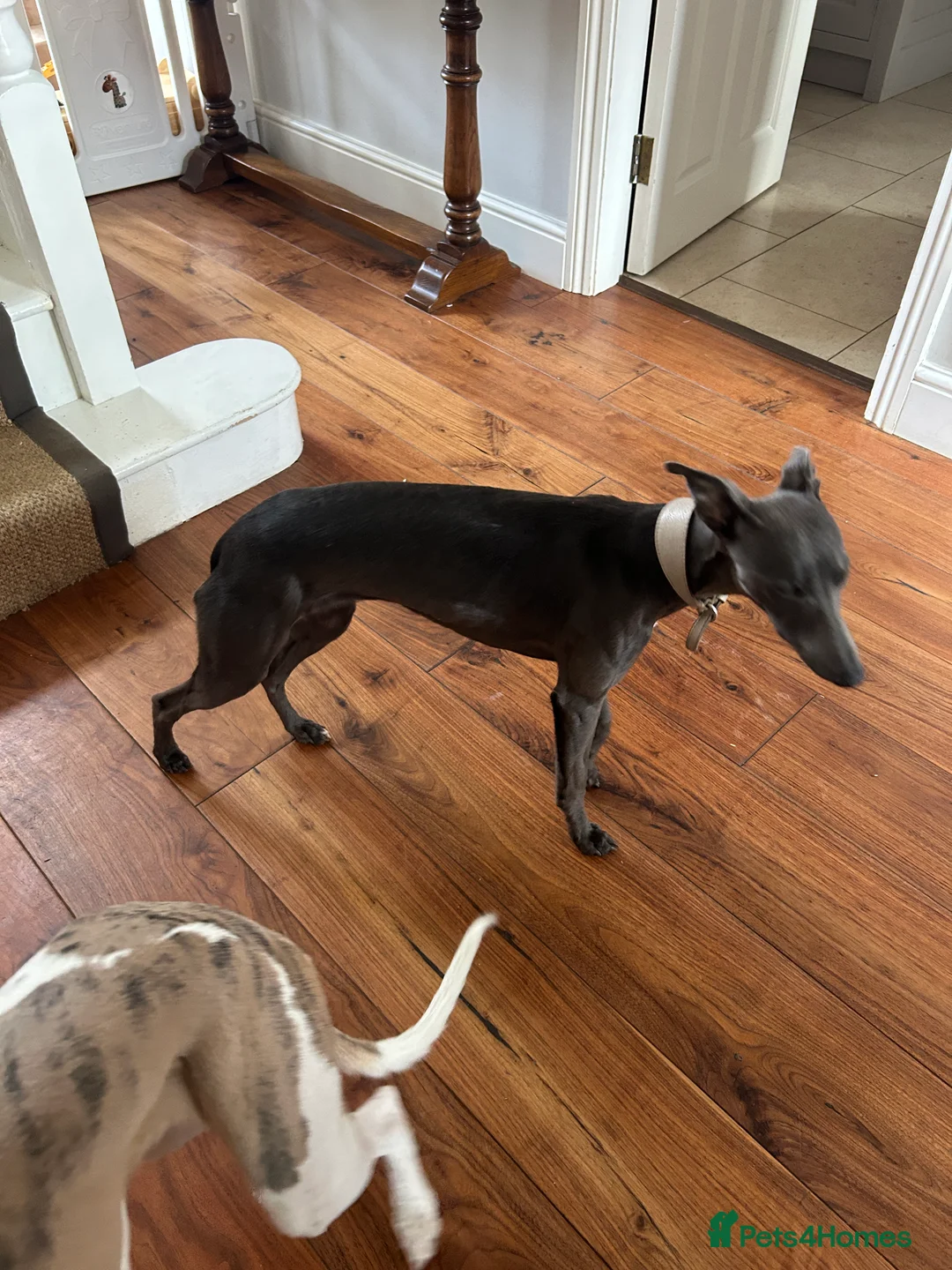 Whippet dogs for sale: Bonnie; a beautiful blue whippet bitch - Advert 10