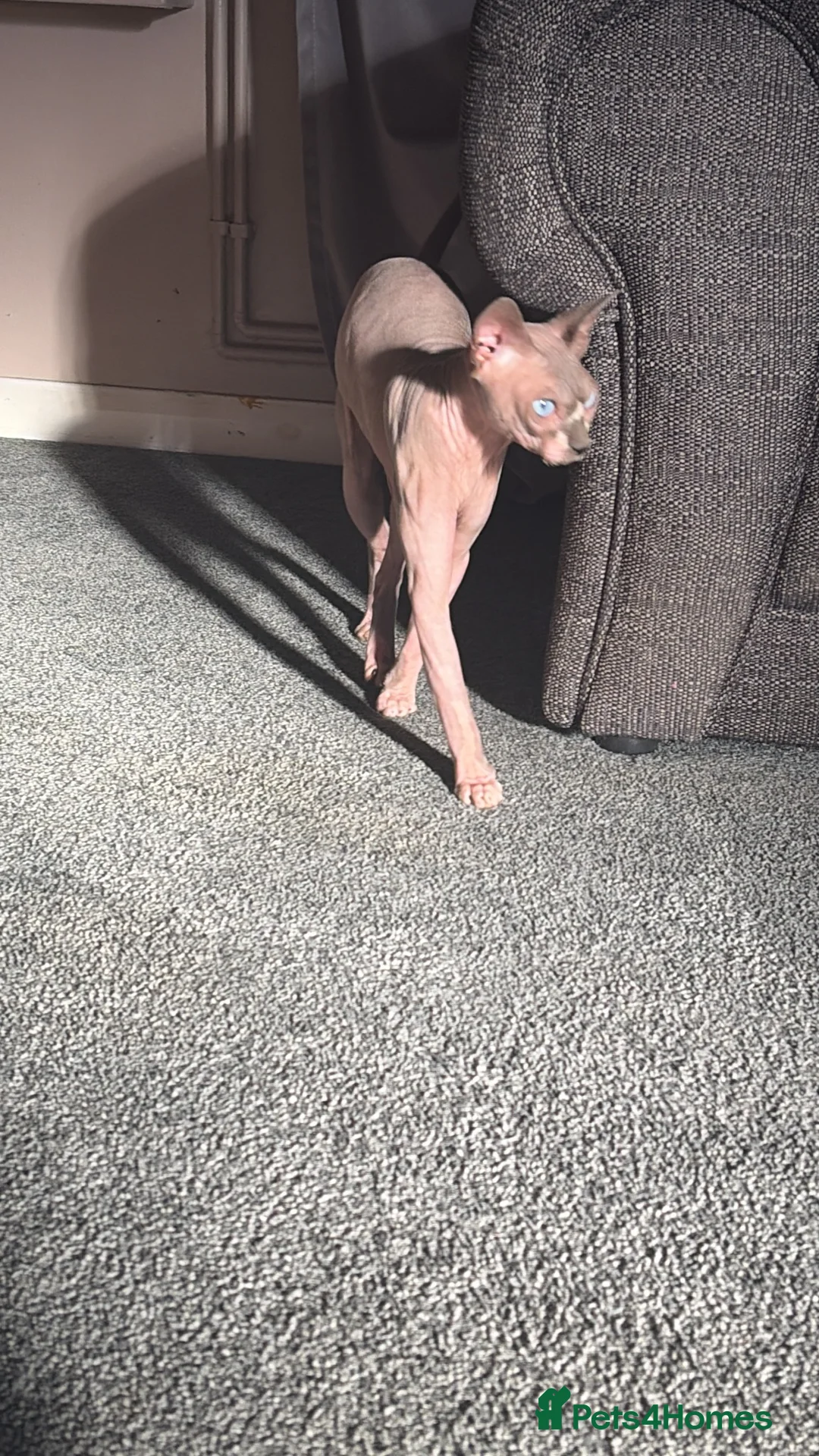 Sphynx cats for stud: Sphynx for stud  - Advert 2