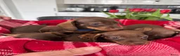 Miniature Dachshund dogs for sale: Miniature dachshunds  - Advert 4