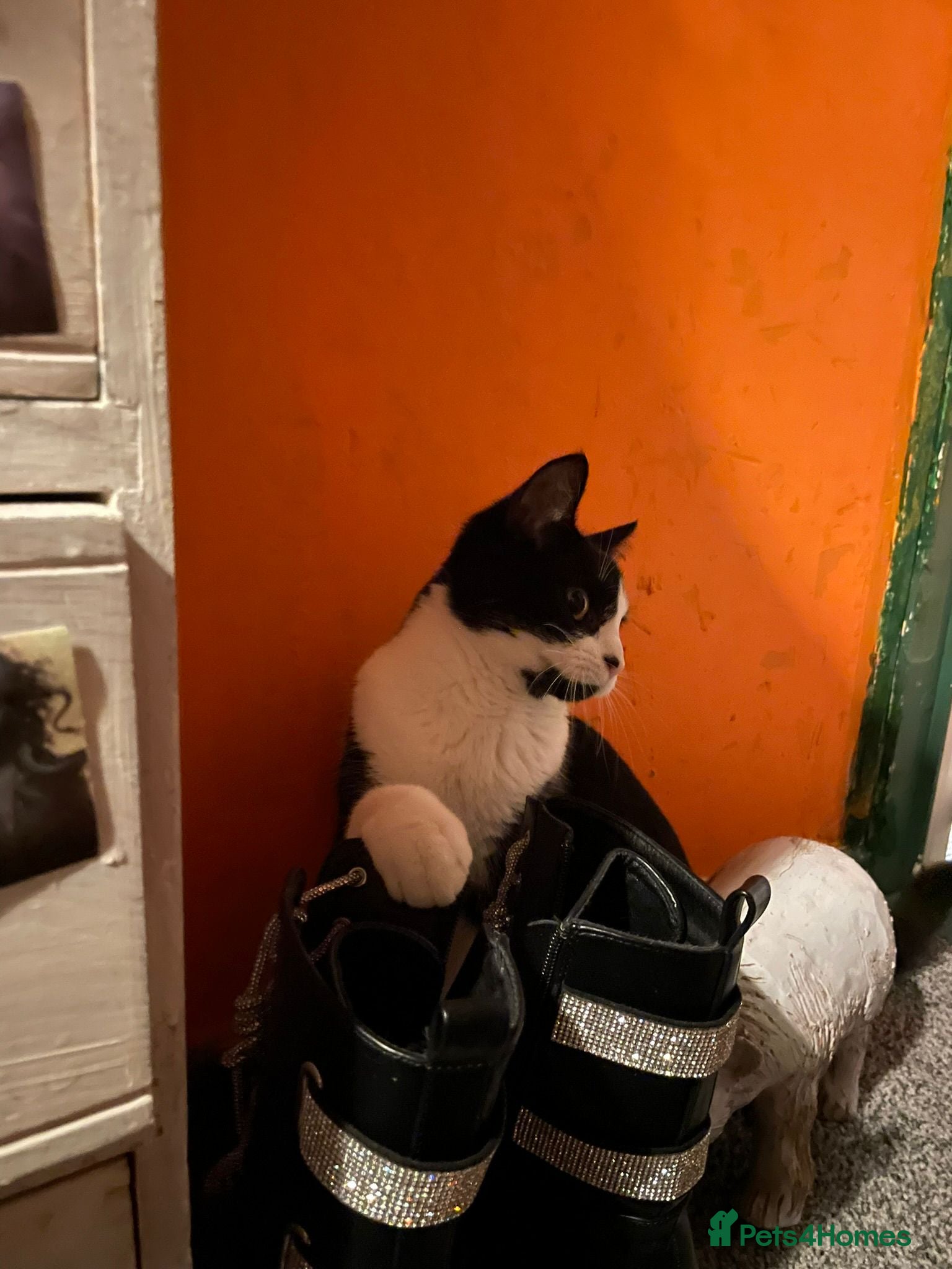 Mixed Breed cats Liono the Thundercat - Advert 1