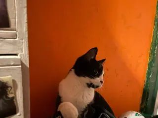 Mixed Breed cats Liono the Thundercat - Advert 1