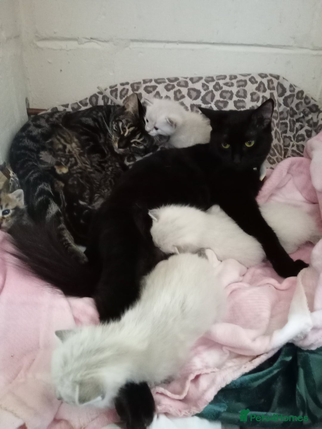 Bengal cats for sale: Bengal ragdoll kittens available halloween - Image 4