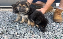 German Shepherd dogs for sale: German shepherd puppies  - Image 7