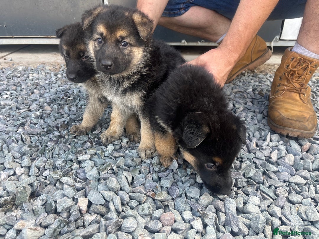 German Shepherd dogs for sale: German shepherd puppies  - Image 7