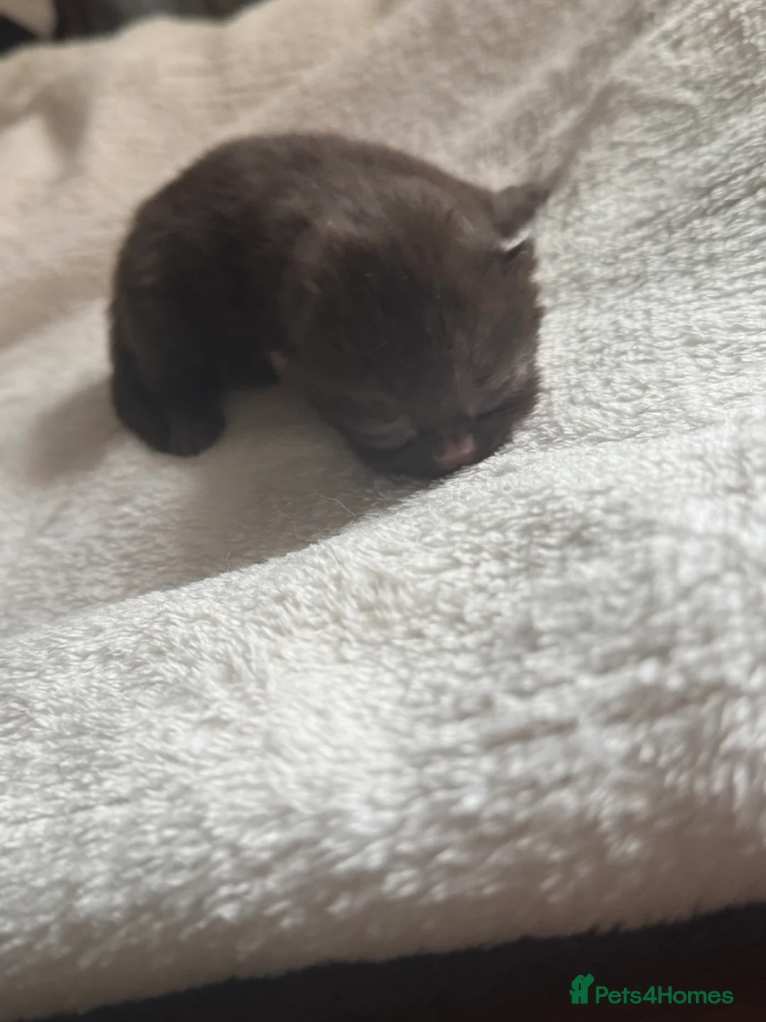 British Shorthair cats for sale: 🤎BSH kittens 💜TICA REG  in Chorley - Advert 7