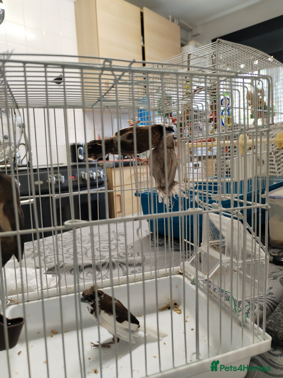 Finches birds for sale: Bengalese finch  - Image 1