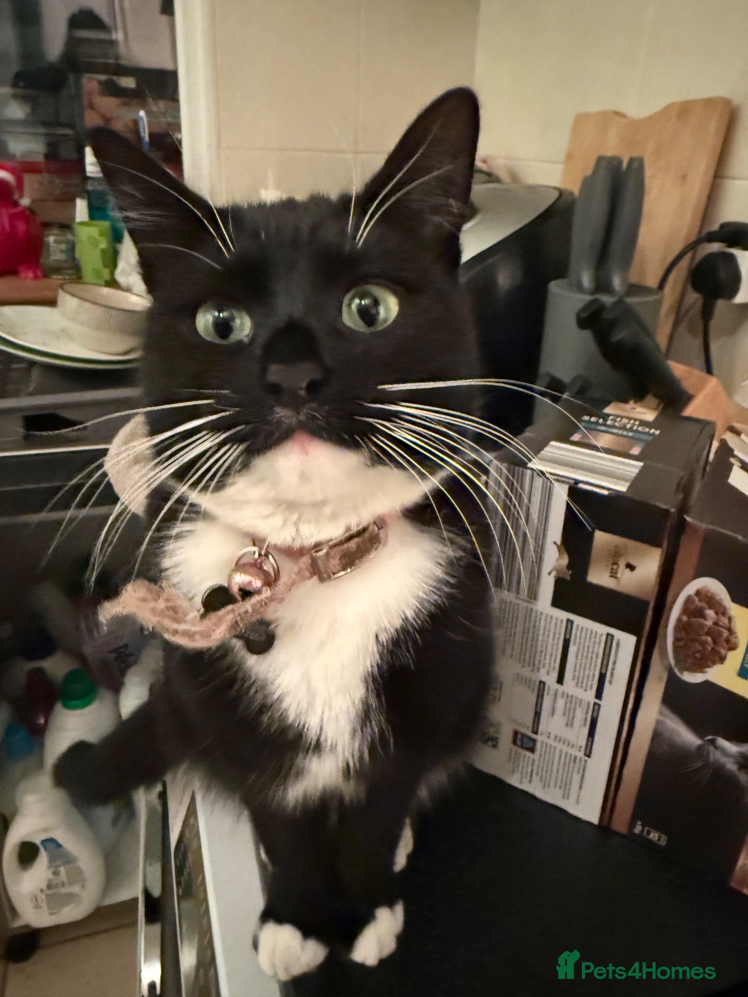 Mixed Breed cats Three Gorgeous Black & White Boys - Advert 2