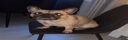 French Bulldog dogs for stud: Logie pedigree French bulldog  - Advert 9