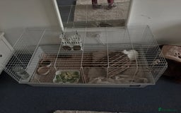 Lionhead rabbits for sale: two friendly rabbits  with a pen,accessories etc  - Image 6