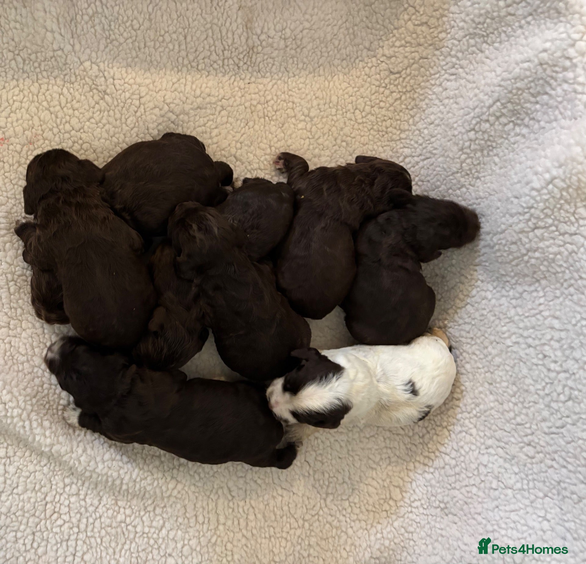 Cocker Spaniel dogs WORKING COCKER SPANIEL PUPPIES  - Advert 1