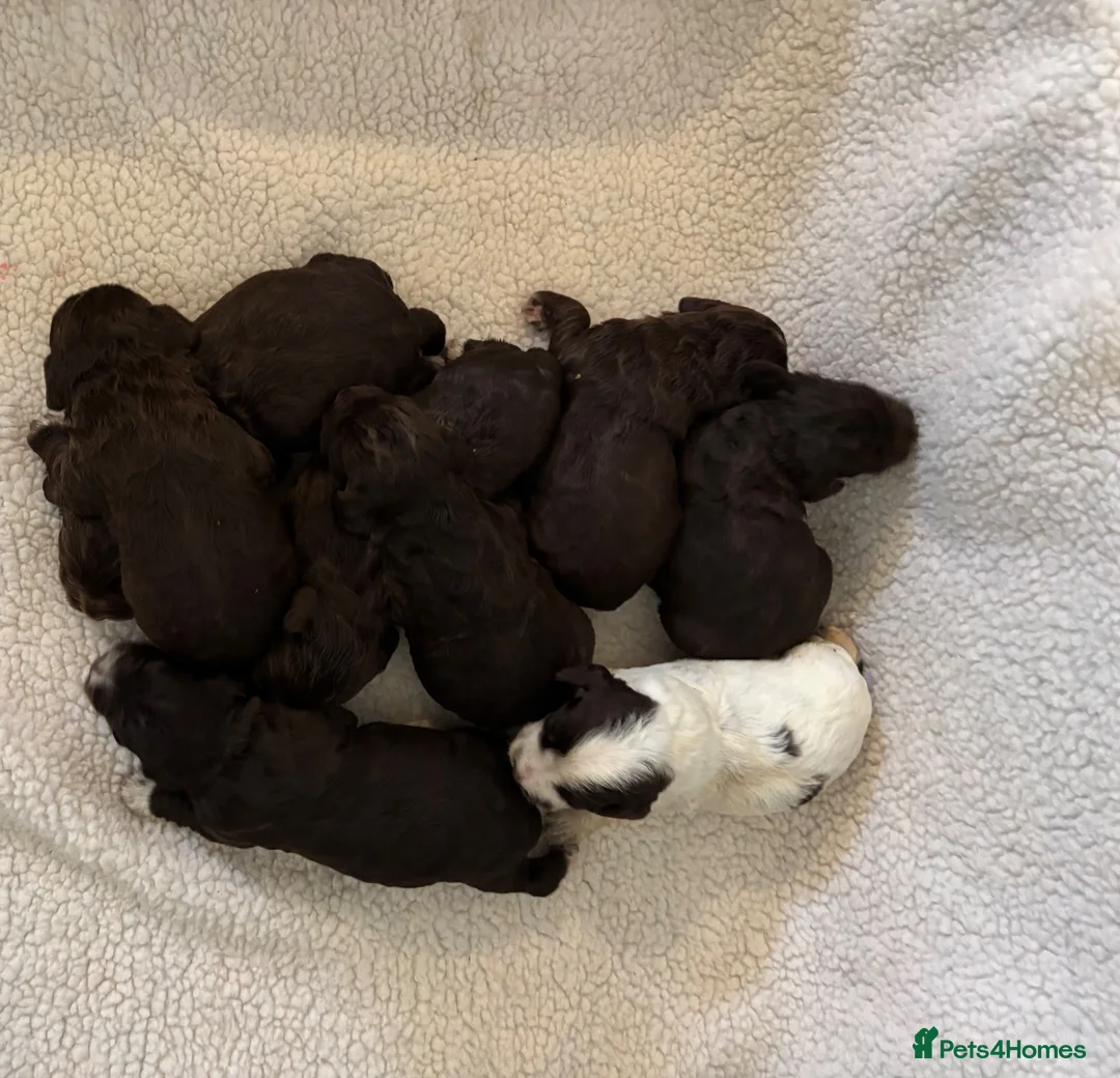 Cocker Spaniel dogs for sale: WORKING COCKER SPANIEL PUPPIES  - Advert 1
