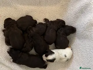 Cocker Spaniel dogs WORKING COCKER SPANIEL PUPPIES - Advert 1